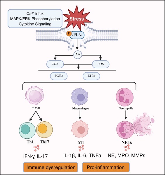 cPLA2 in musculoskeletal and autoimmune diseases: Molecular