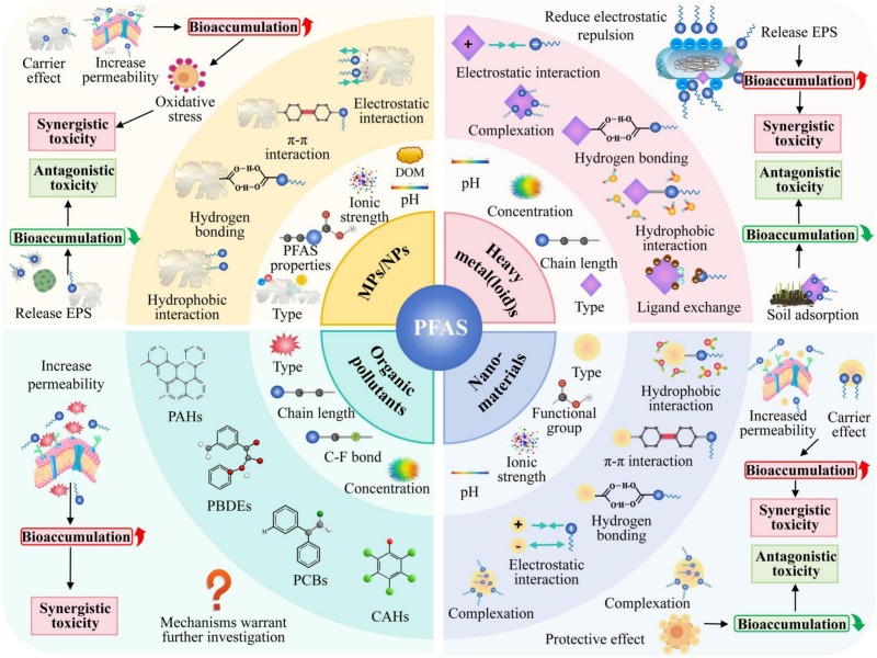 The hidden threat from per- and polyfluoroalkyl substances and co