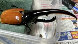 アートオブヘラクレス - へラクレスオオカブトのブリード芸術