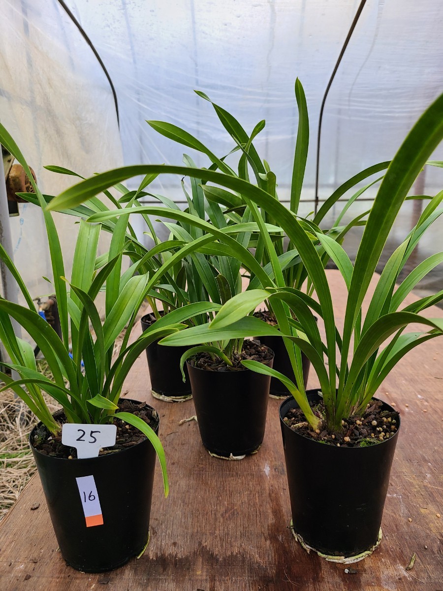 4寸。花芽合計19個。5鉢セット。ミスマフェット。蜜蜂誘引蘭。日本蜜蜂