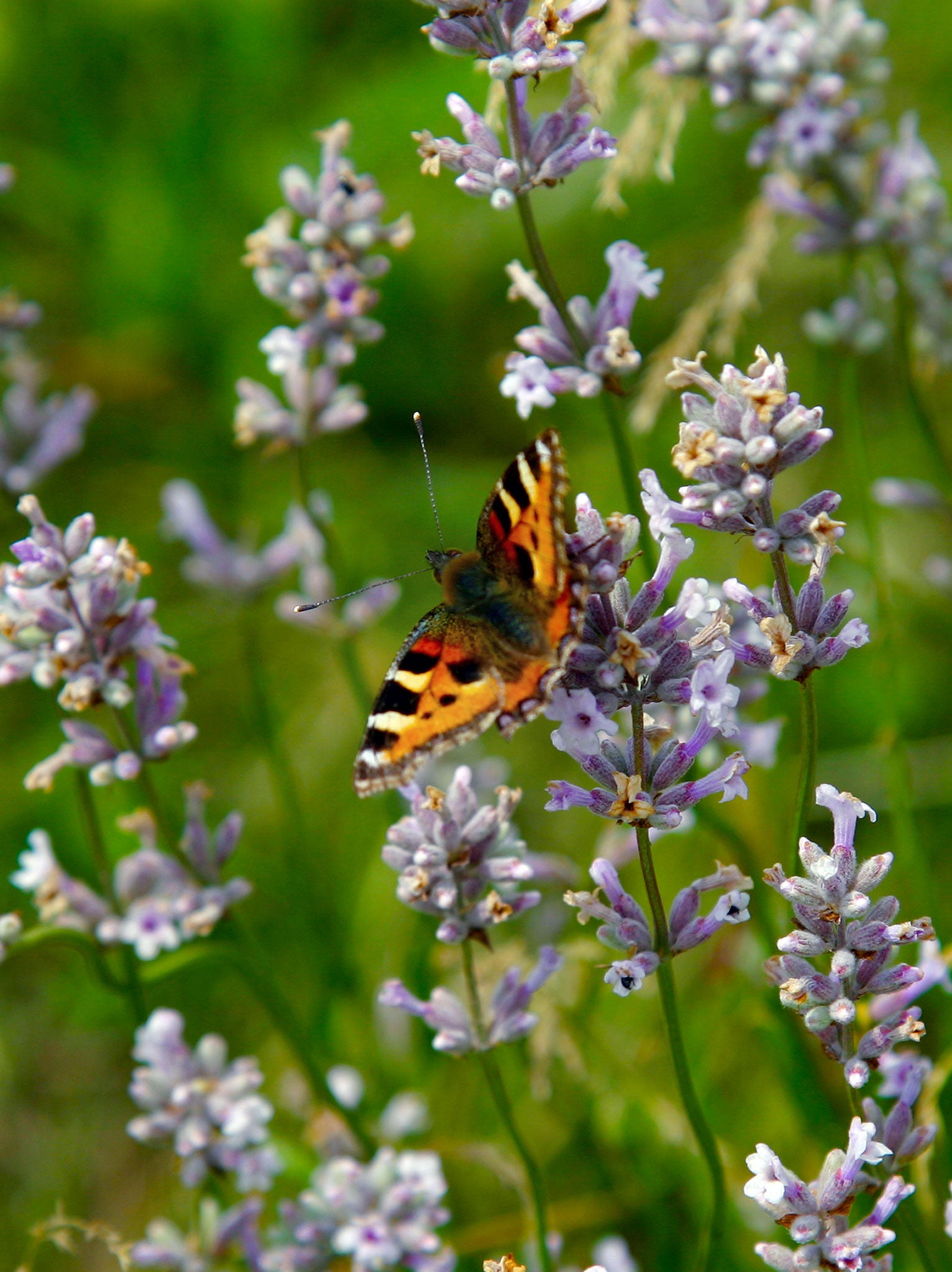 Full Equilibrium Bottle Set