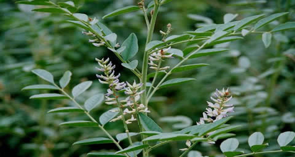 AMPクリーム（超敏感肌専用）～ホワイトリリー│アトピー性皮膚炎相談