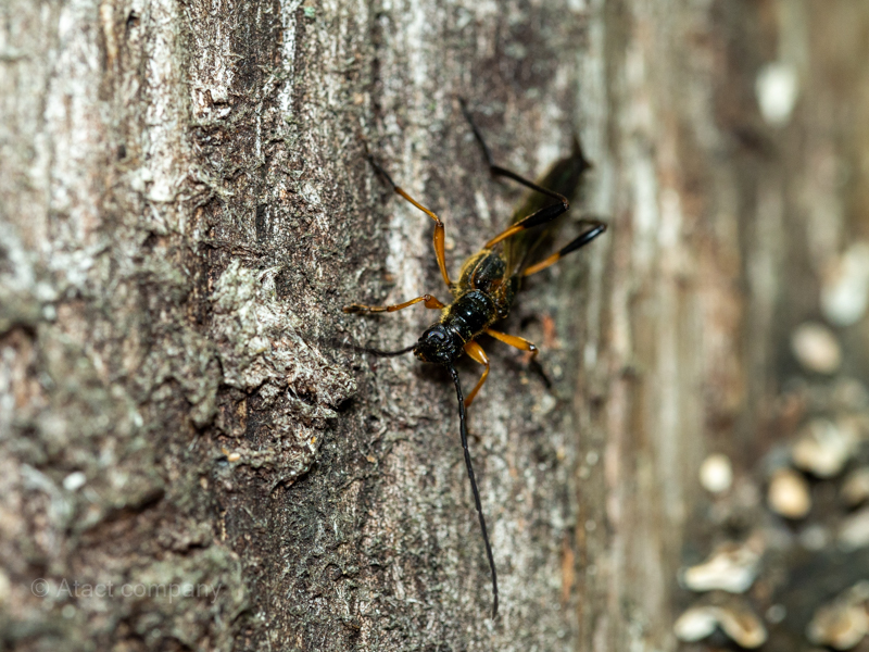 オオホソコバネカミキリ（Necydalis(Necydalisca)solida）｜特徴・生態