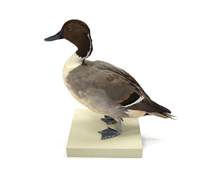 カモ | 鳥類 | 剥製の製作・直売・レンタル・修理なら剥製専門店