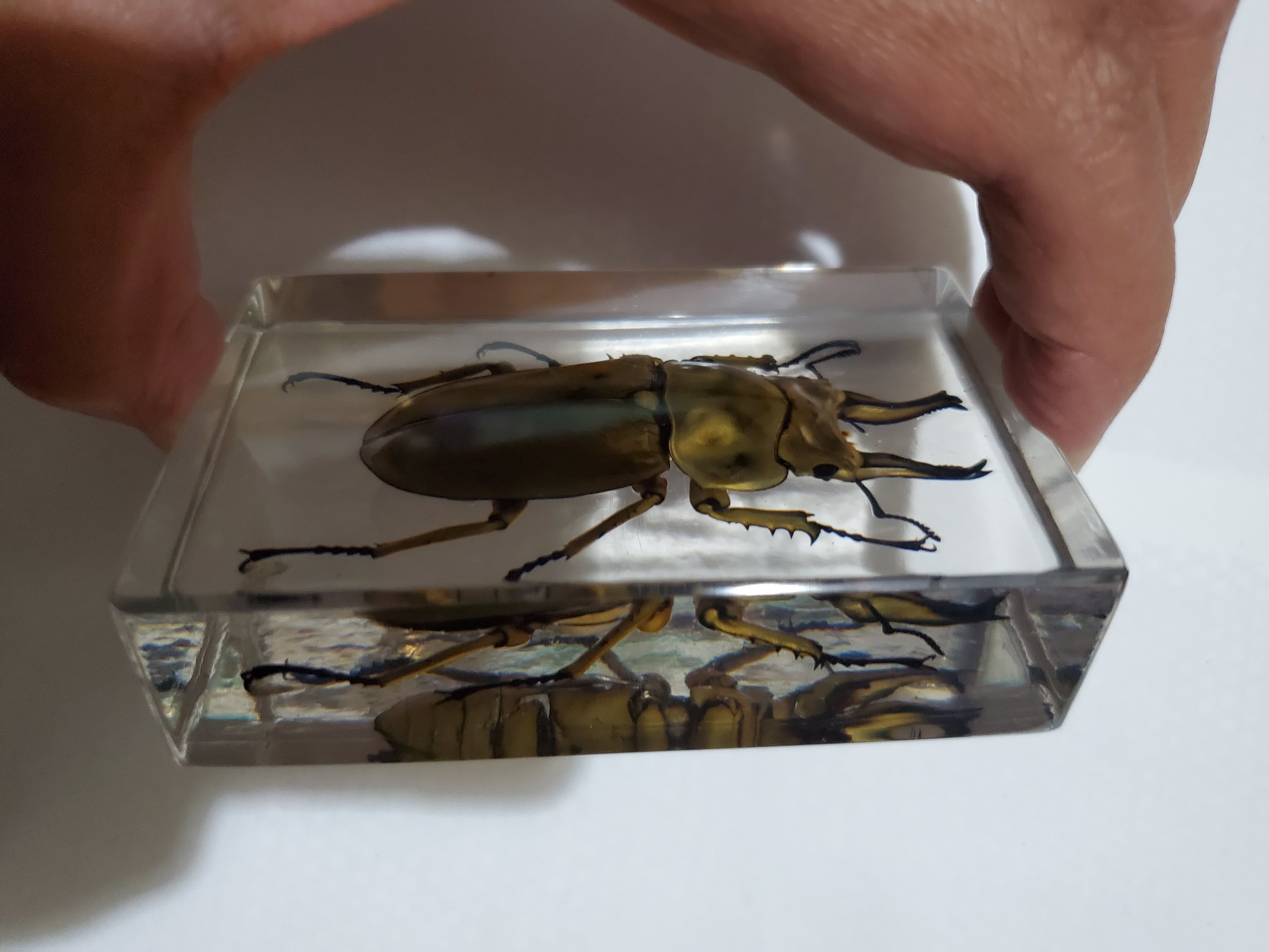 オウゴンオニクワガタ樹脂標本 | いんどねし屋 - Made in Indonesia by