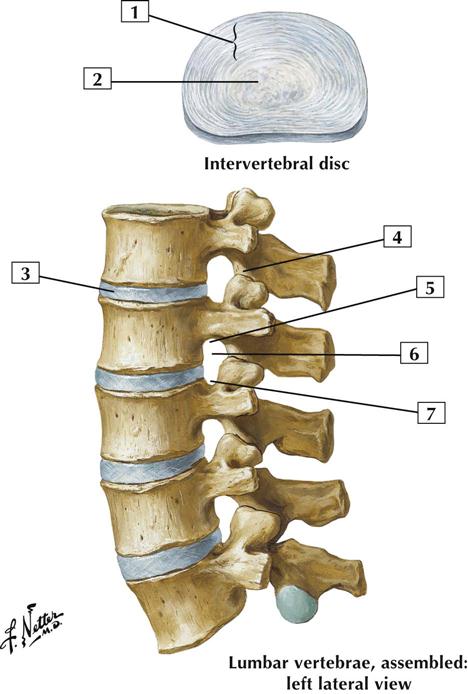 Back and Spinal Cord: Cards 2-1 to 2-21 | Basicmedical Key