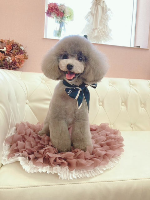 lycee 直筆 ふわふわで優しいトイプードル 御園 苺華 SP lyceeリセ