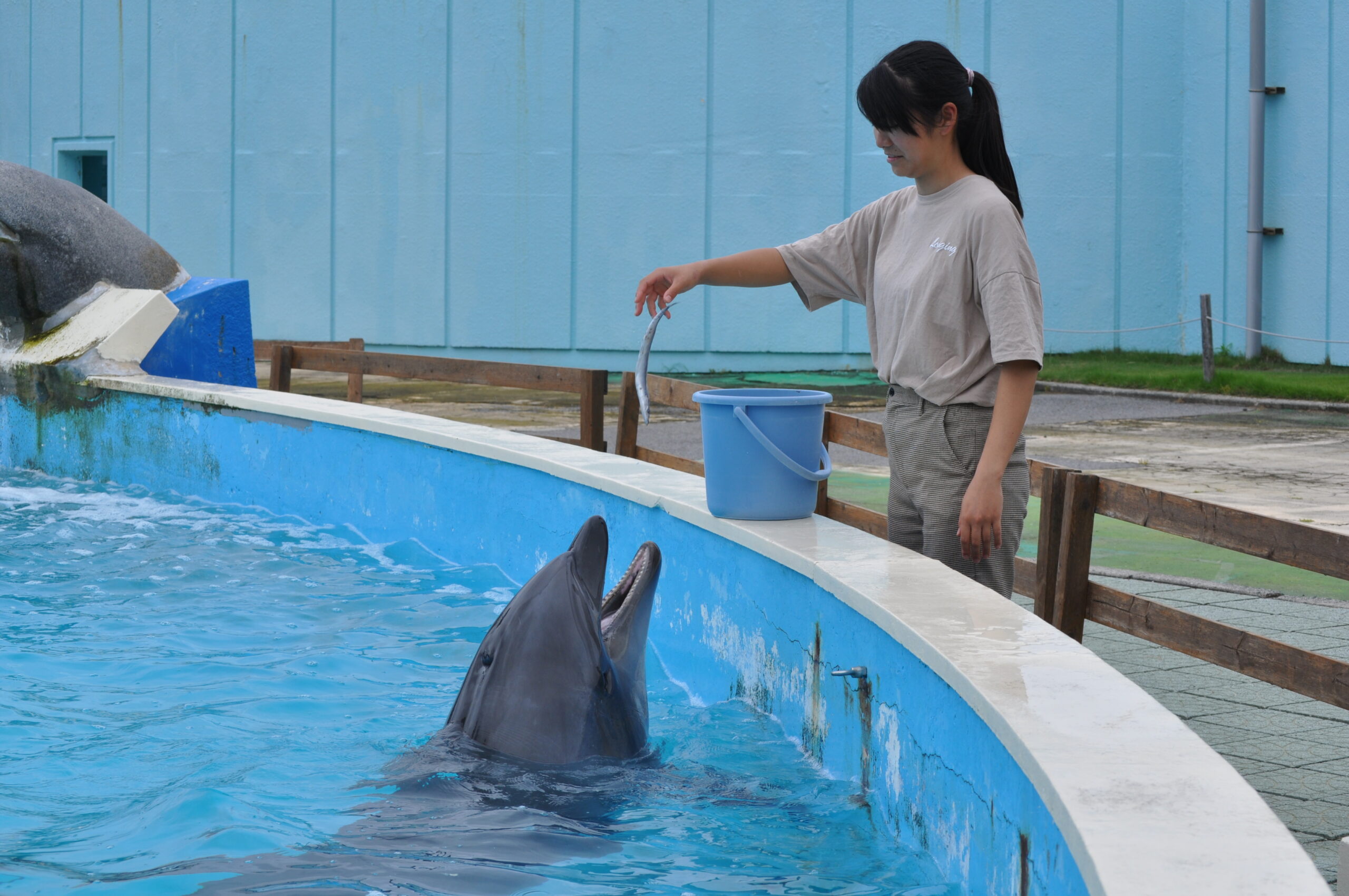 イルカにエサをあげよう - 体験型水族館とおもちゃ遊園地 南知多ビーチ