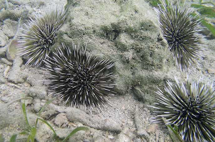 ティーダナガウニモドキ有棘標本ウニ殻