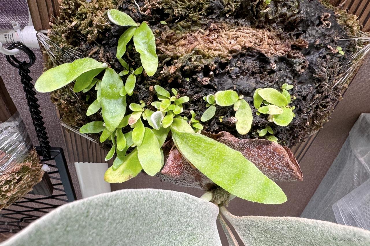 すこぶる順調な、我が家では”勝手に胞子培養”が進行中という話