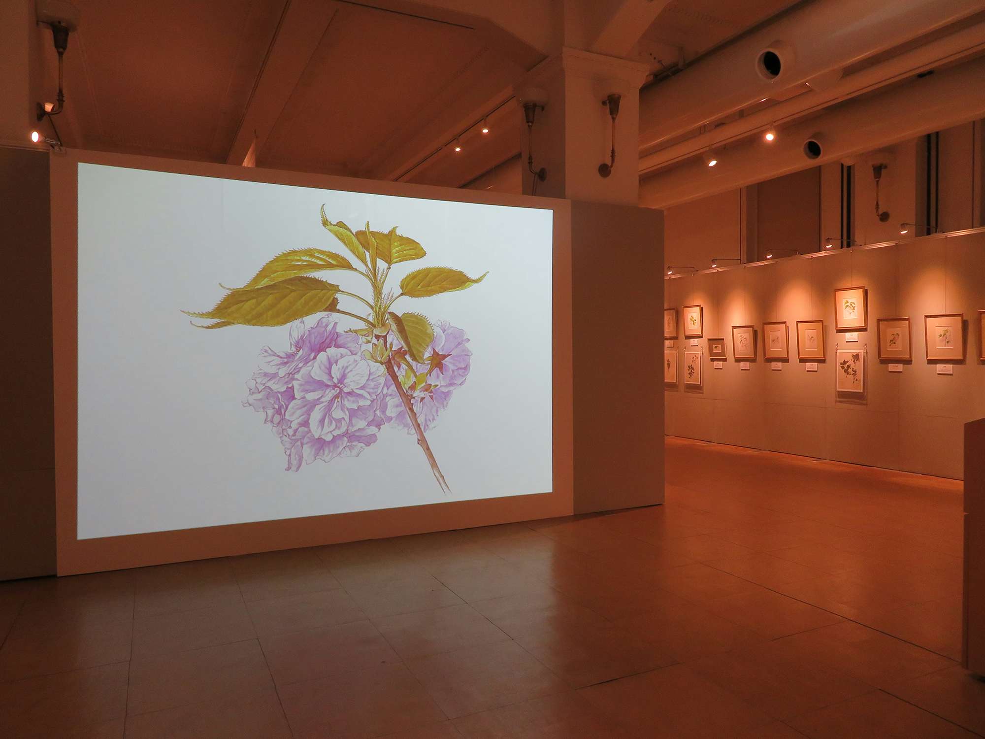 Museum from Home：国立科学博物館 企画展「ボタニカルアートで楽しむ