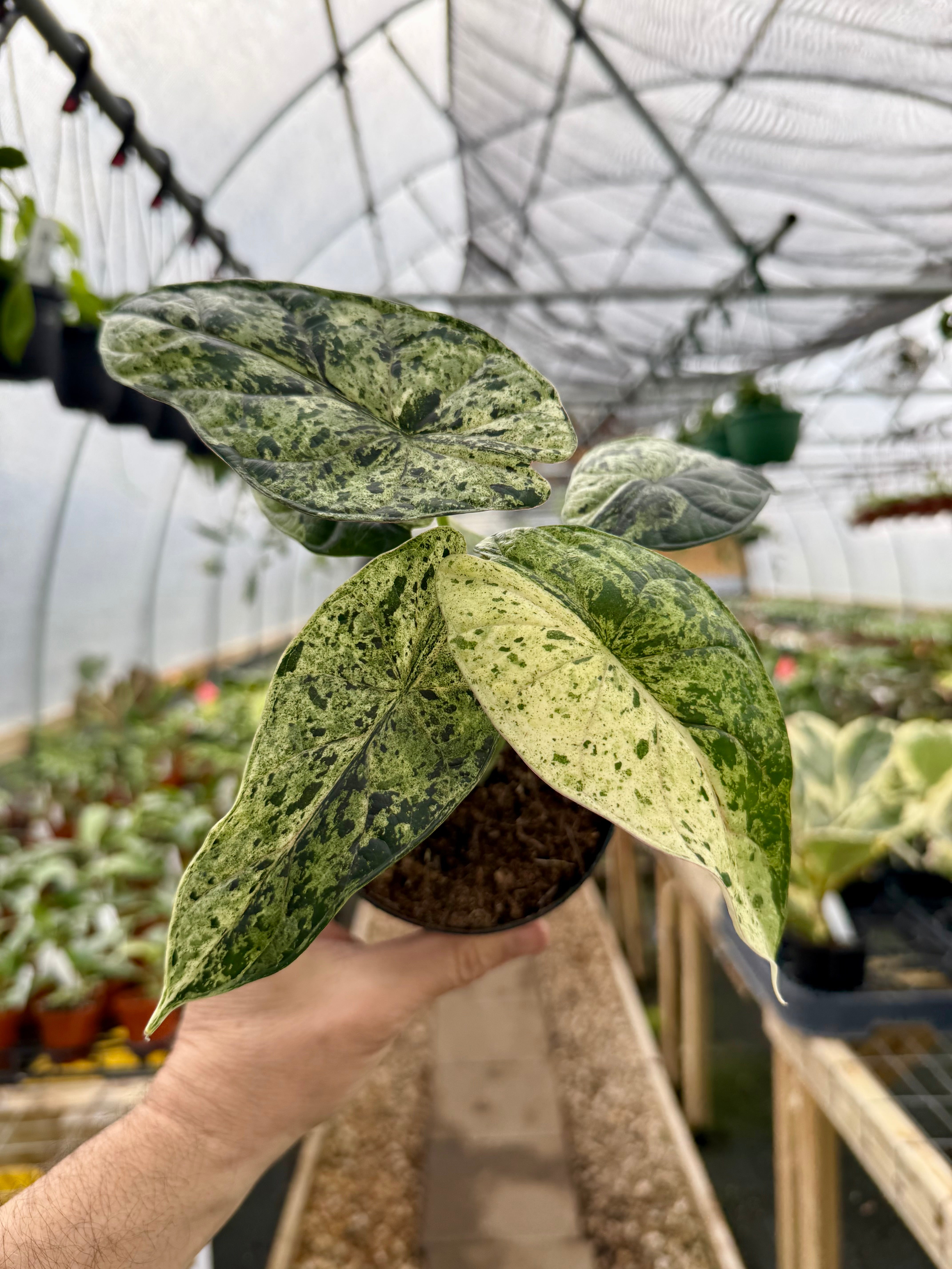 4” Alocasia 'Dragon Scale' variegated (Mint) – Canopy Plant Co.