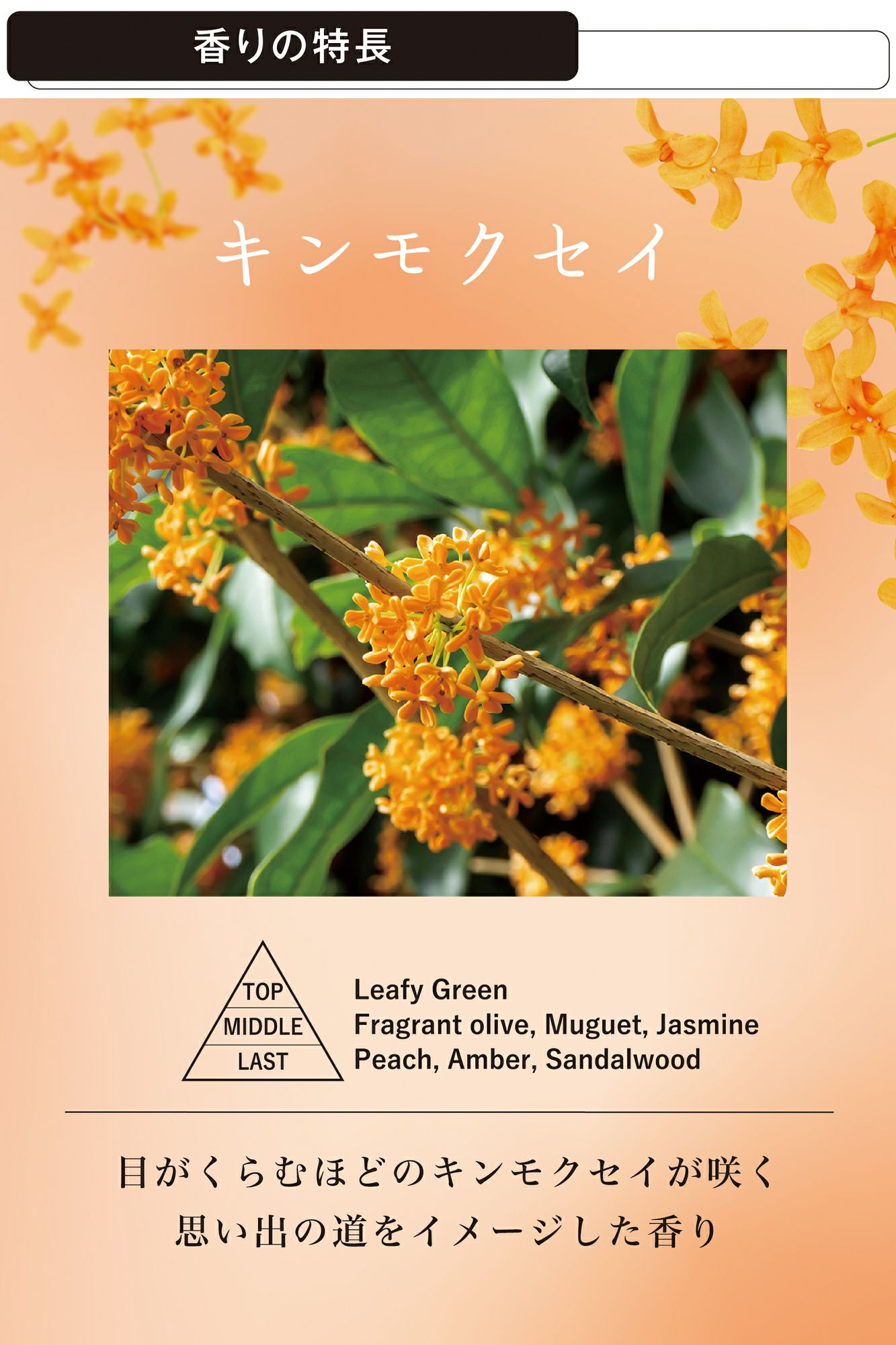 H1821 ルーノ ハンギング キンモクセイ | カーメイト 公式オンライン