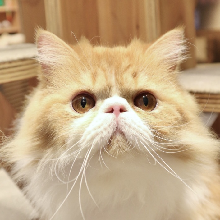 三宮店｜猫カフェ MOCHA(モカ)