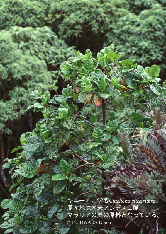 その薬は、かつて1枚の木の葉から作られたのかもしれない | 薬草の森を