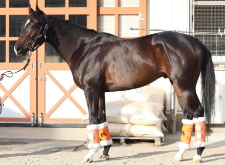 ジャンタルマンタル (Jantar Mantar) | 競走馬データ - netkeiba