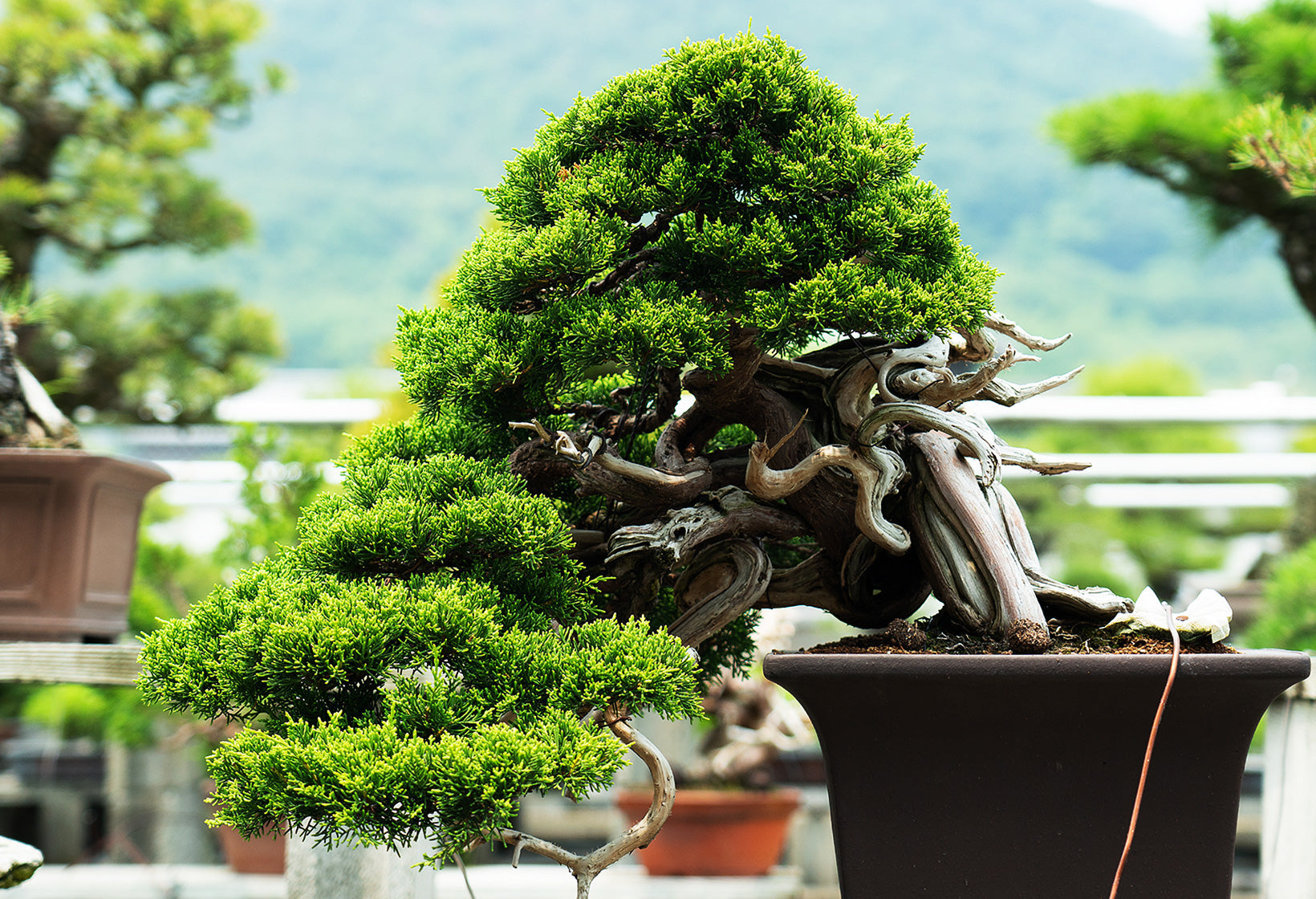 葵花口釉盆 多肉植物鉢 紫砂鉢 盆栽鉢 植木鉢 小品盆栽鉢 大品盆栽鉢