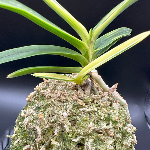 富貴蘭 変化を楽しむ | 白牡丹『真鶴柄の最上芸』 – Jewelry Plant online