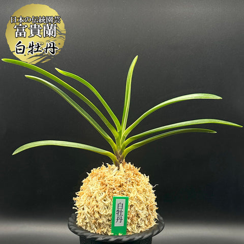 富貴蘭 種類『白牡丹 』（はくぼたん）【現品】まだ若木で良い子が出る