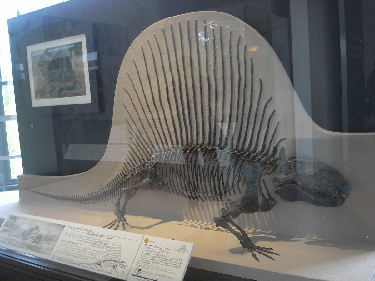 背中に帆を持つペルム紀の大型肉食動物 — ディメトロドン — – Favorite