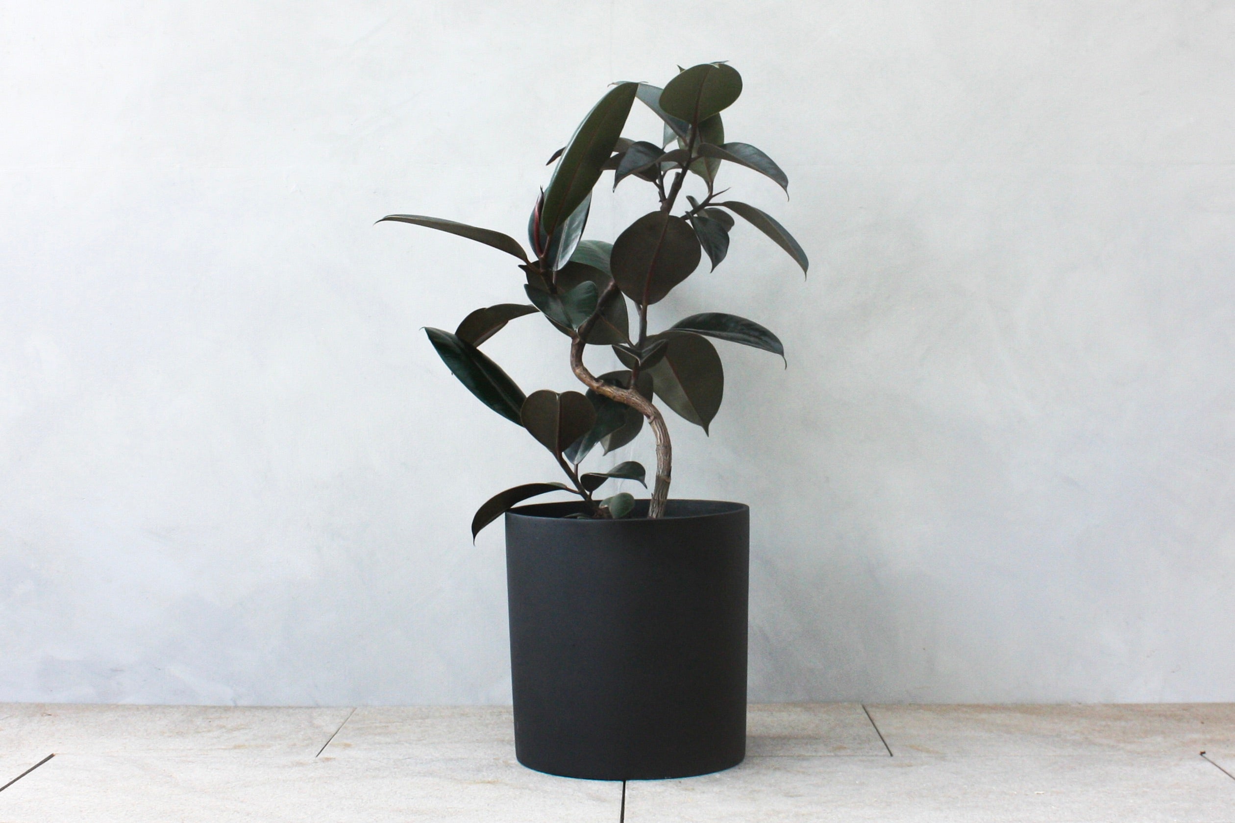 グリーンアドバイザー監修】フィカス・バーガンディの育て方｜漆黒の葉