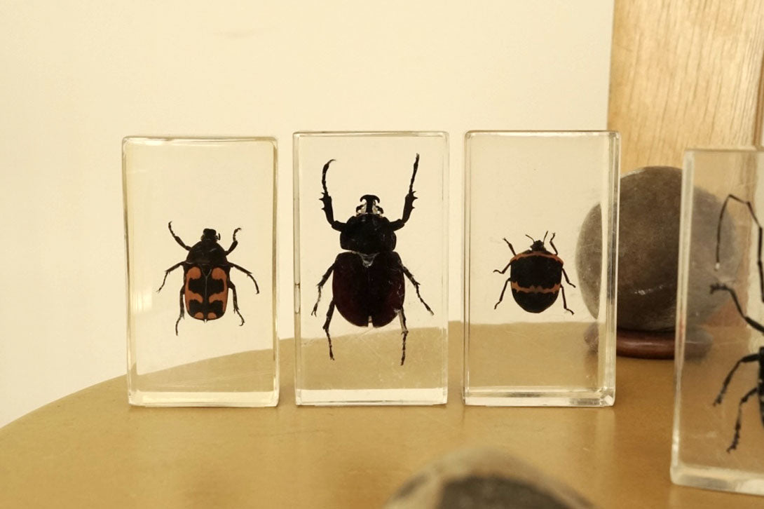 昆虫のアクリル標本 |【公式】子供服やベビー服のキッズウェア通販