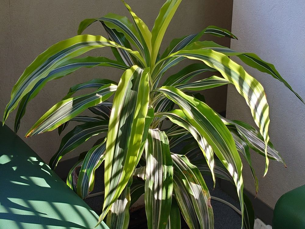 ドラセナの種類図鑑｜細い葉や赤い葉をもつ品種の名前は？