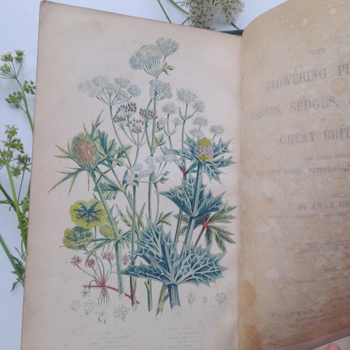 台湾 1873年 アンティー ク印刷の植物図鑑 ヴィクトリア朝の挿絵は