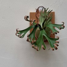 革製 P. Little Crown dwarf ドワーフビカクシダ_ギフト/コレクション