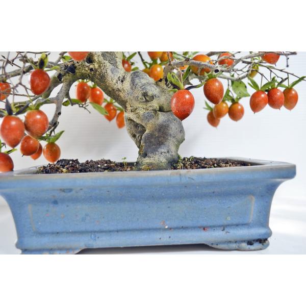 店長お宝 究極 極上 ロウヤ柿 盆栽 中品 極太 展覧会出品済 極上高級鉢