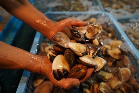 お試し特産品つき】九十九里産 大粒 天然はまぐり4.0kg SHF003/ 絶品