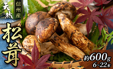信州産「天然松茸」（約600g/6〜22本） 野菜 きのこ まつたけ | 長野県