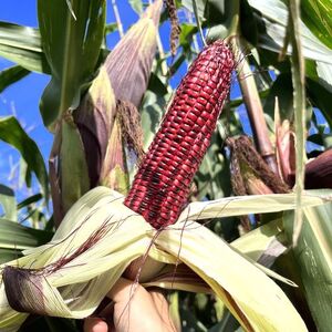 2026年発送】もちもちトウモロコシ紫 12本 中富良野産【AW-010