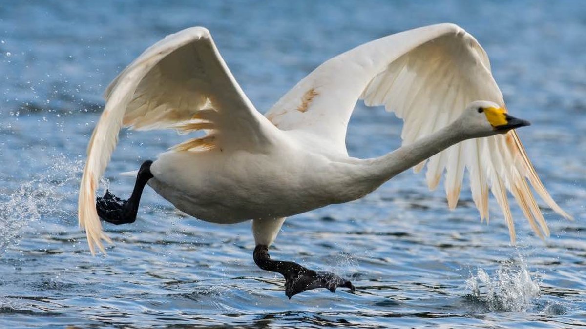Wild swan conservation success gives cause for hope