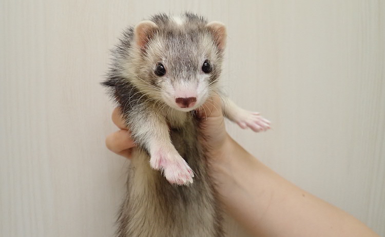 フェレットの臨床Amazon.co.jp: ウサギとフェレットの診断・治療ガイド