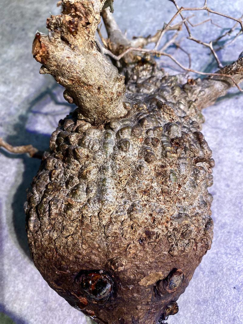 vol.4】オペルクリカリア・パキプス現地株の発根管理｜下処理 編