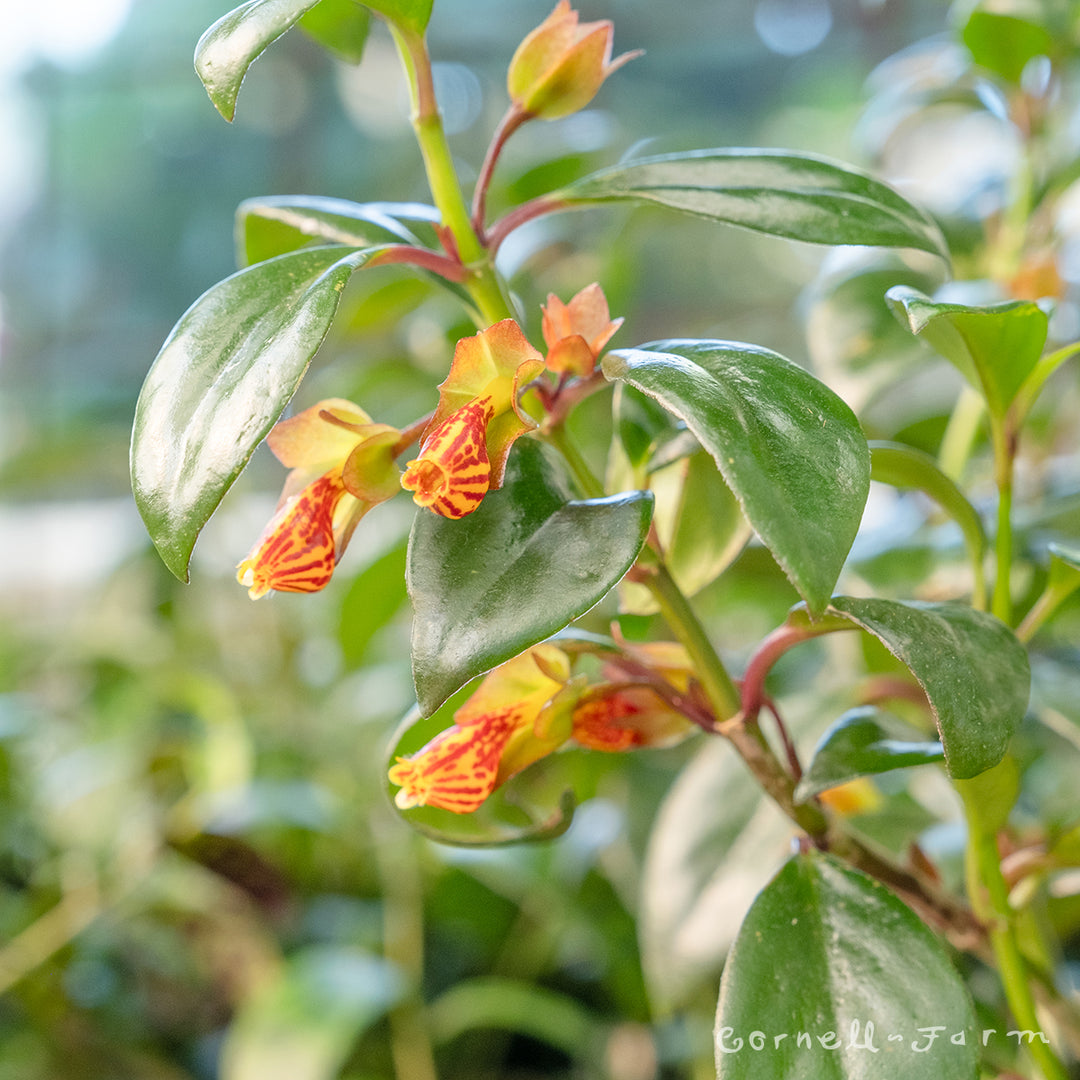 Nematanthus 4in Tropicana Goldfish Plant – Cornell Farm