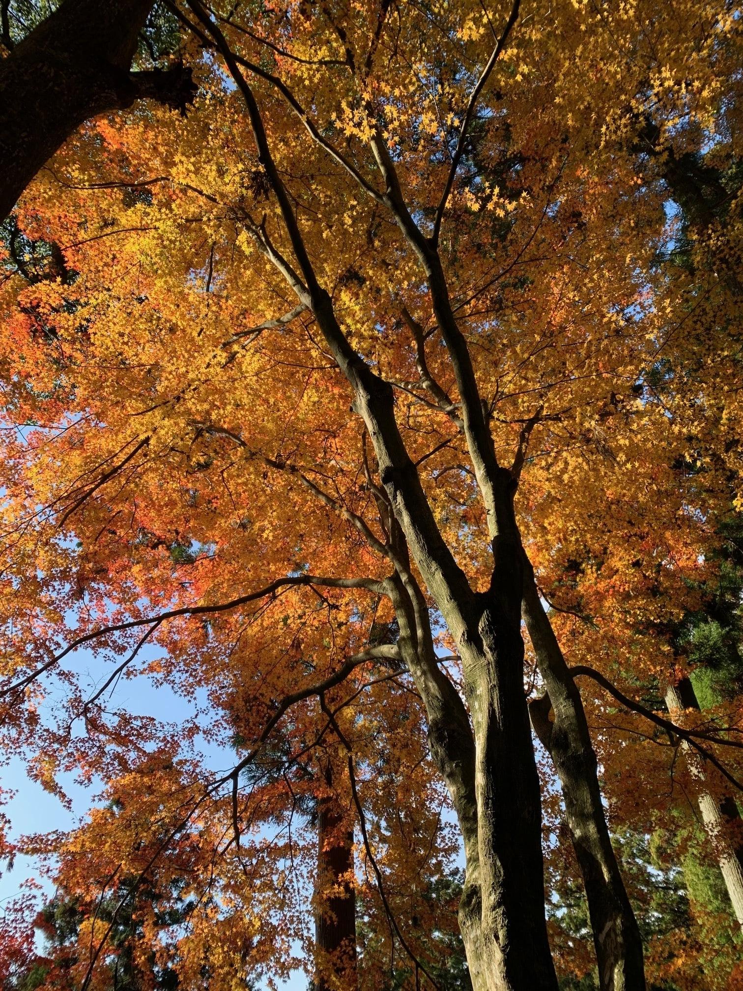 2024秋の紅葉祭りのご案内