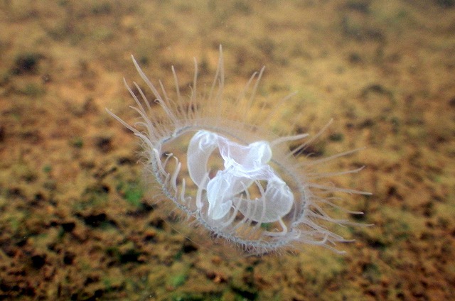 真水の池にもクラゲがいる :: デイリーポータルZ
