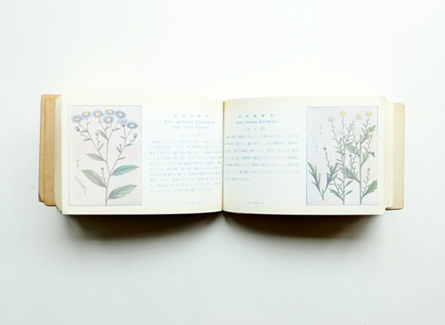 古書古本 dessin：原色 春の野外植物／夏の野外植物／秋の野外植物