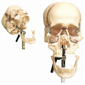 S111-4 頭蓋骨分解模型 (製造販売企業:株式会社坂本モデル