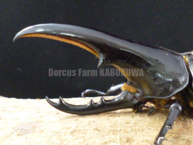 ☆極太極短☆超パチセラス☆ヘラクレスヘラクレス☆♂124mm♀68ペア