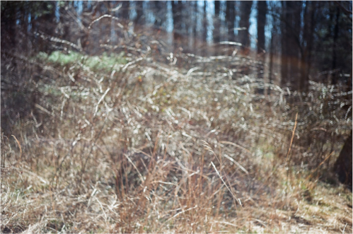 テリ・ワイフェンバック - Terri WEIFENBACH | shashasha 写々者