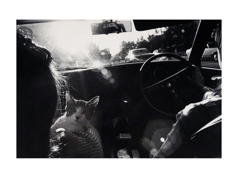 サスケ - 深瀬昌久 | shashasha 写々者 - 写真集とアートブック