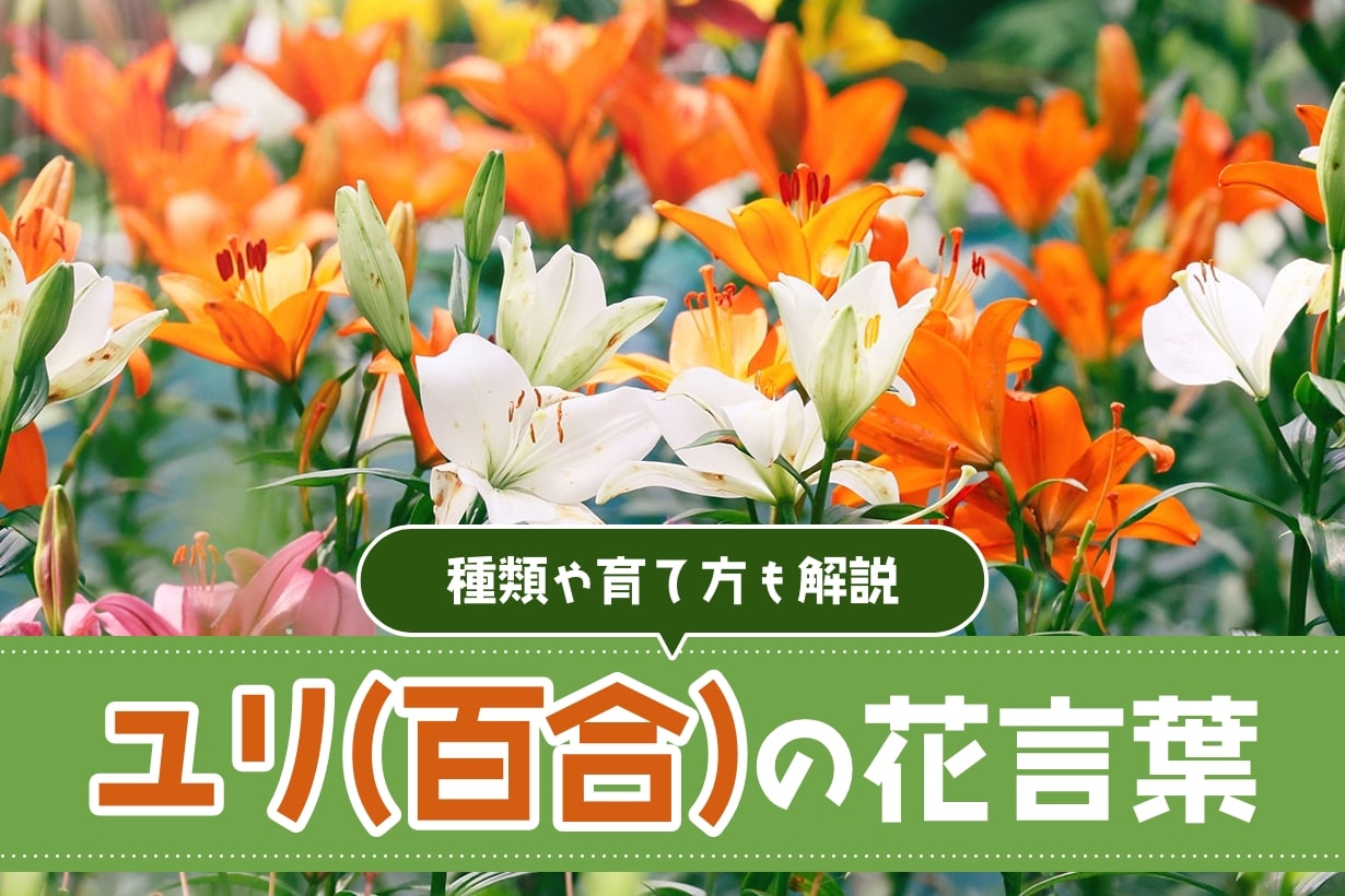 ユリ（百合）の花言葉は？ 種類や開花時期など基本の育て方もわかり