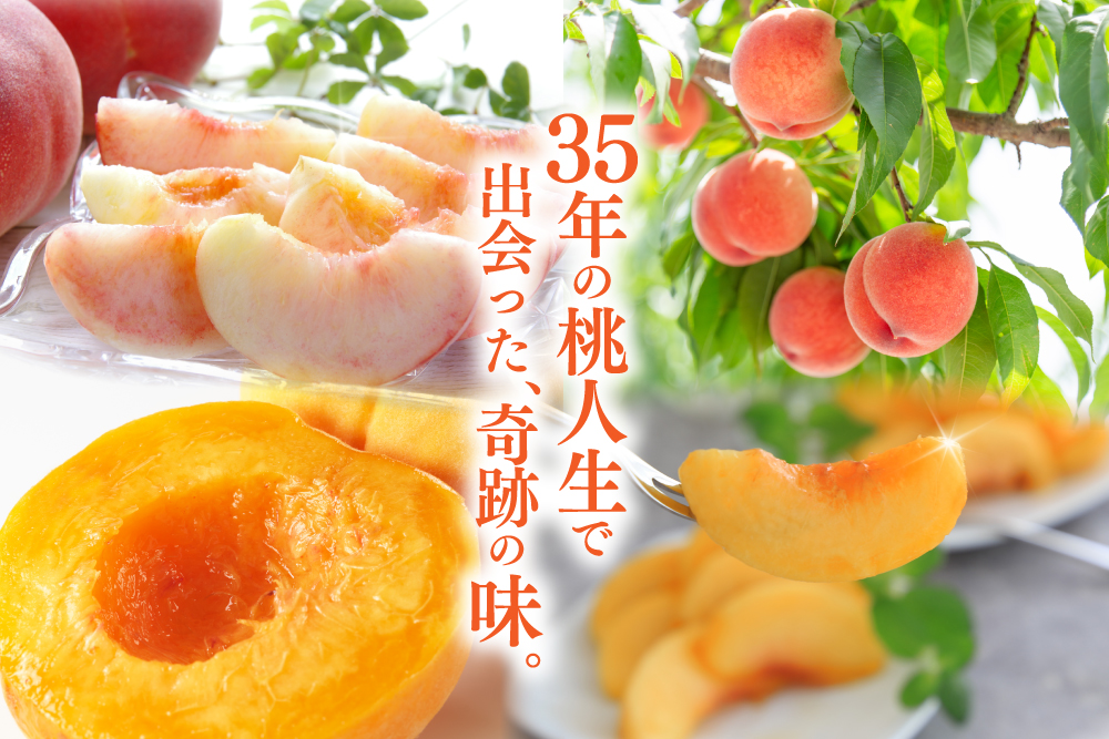 産地直送】森果樹園さんの黄金桃＆白桃食べ比べセット（福島県産