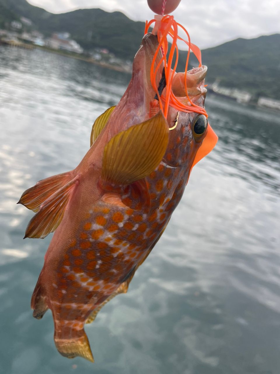 AbuGarcia クロスフィールド XRFS-835M-MBの最安値・インプレ・釣果