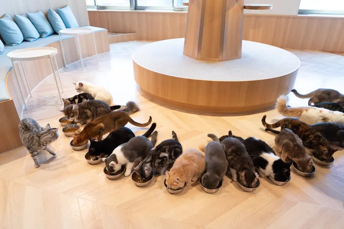 猫カフェMOCHA （モカ）吉祥寺店 | 子供とお出かけ情報「いこーよ」