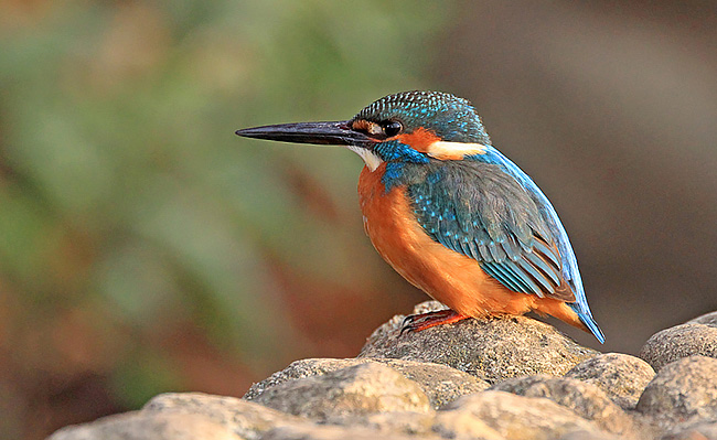 プロのバードウォッチャー「♪鳥くん」がおすすめする首都圏の鳥さんぽ