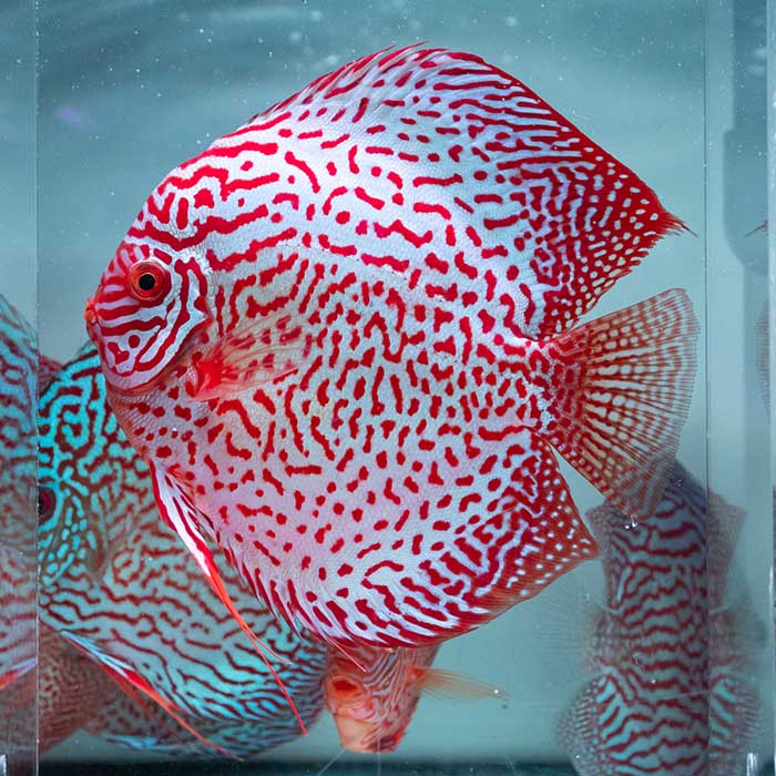 熱帯魚ディスカスの専門店 - ディスクアンドディスク | Disc&Disk 通販